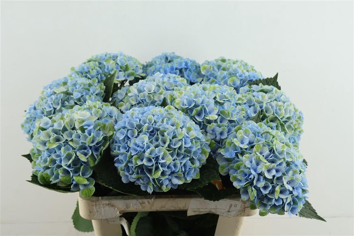 <h4>Hydr M Revolution Blue 60-17</h4>