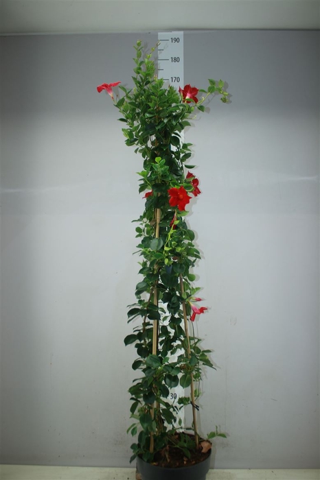<h4>Mandevilla Sun Red</h4>