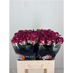 Rosa a grande fleur Ducati