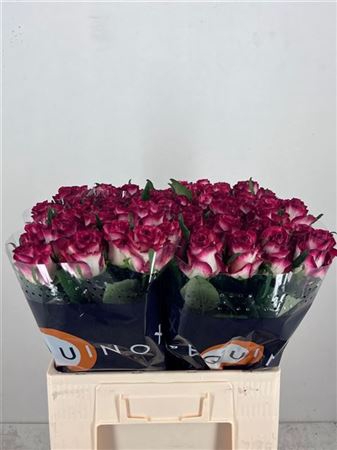 <h4>Rosa a grande fleur Ducati</h4>