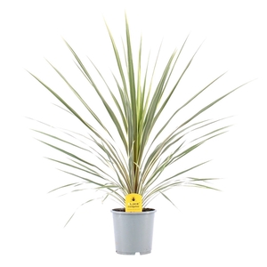 Cordyline Australis Variegata - 17cm