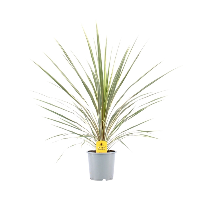 <h4>Cordyline Australis Variegata - 17cm</h4>