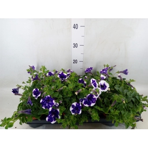 Petunia  'Nightsky'