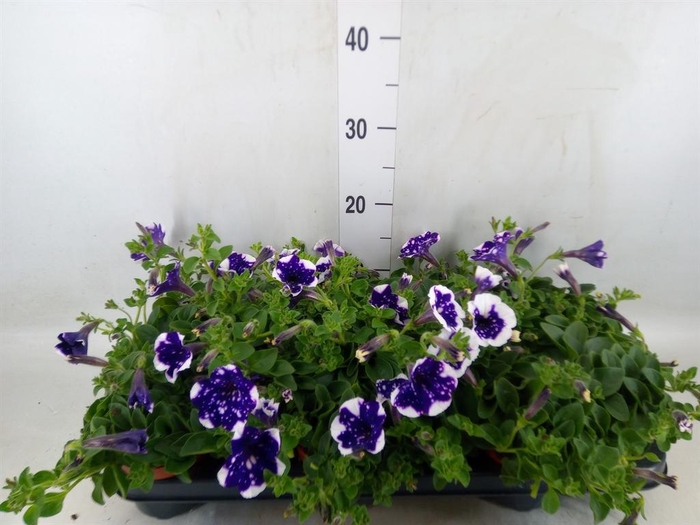 <h4>Petunia  'Nightsky'</h4>