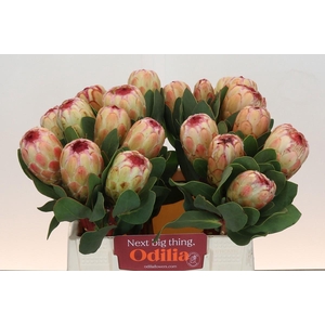 PROTEA GRANDICOLOR