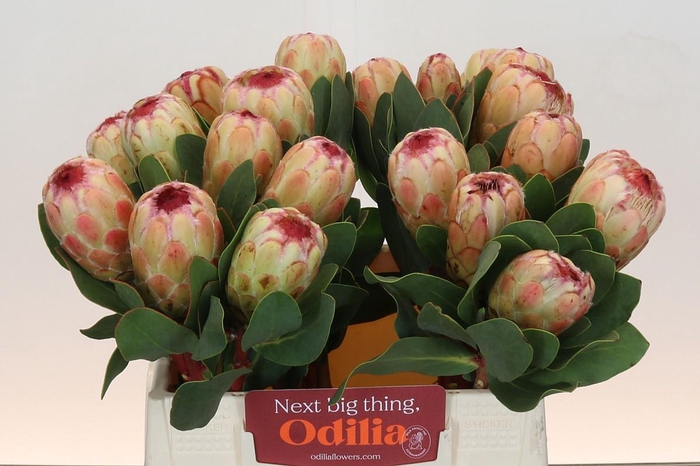 <h4>PROTEA GRANDICOLOR</h4>