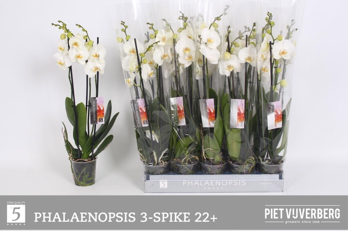 <h4>PHAL OV WIT</h4>