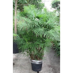 Rhapis Humilis