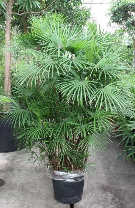 <h4>Rhapis Humilis</h4>