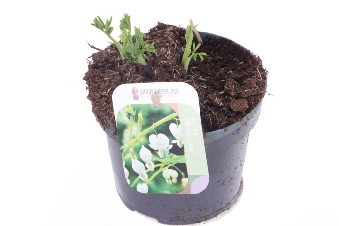 <h4>Dicentra spectabilis Alba</h4>