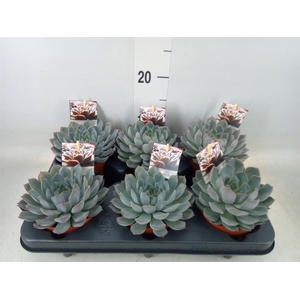 Echeveria   ...