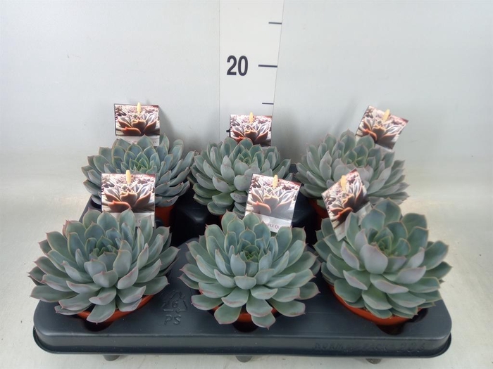 <h4>Echeveria   ...</h4>