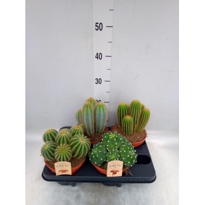 Cactus   ...mix