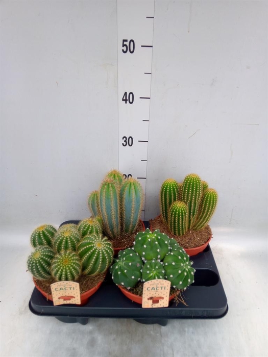 <h4>Cactus ...mix</h4>