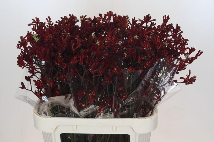 <h4>Anigozanthos Bush Ruby</h4>