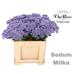 SEDUM MILKA