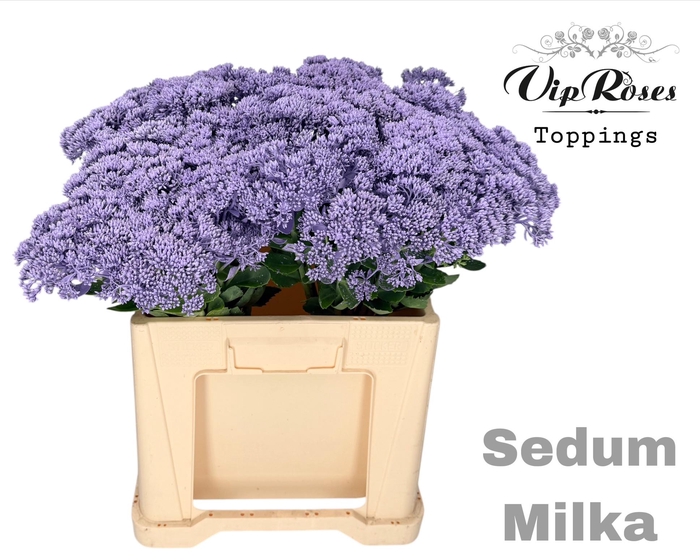 <h4>SEDUM MILKA</h4>
