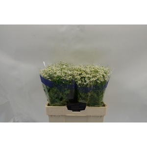 TANA PA SINGLE VEGMO