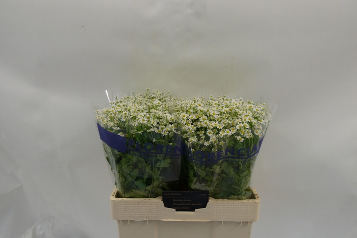 <h4>TANA PA SINGLE VEGMO</h4>