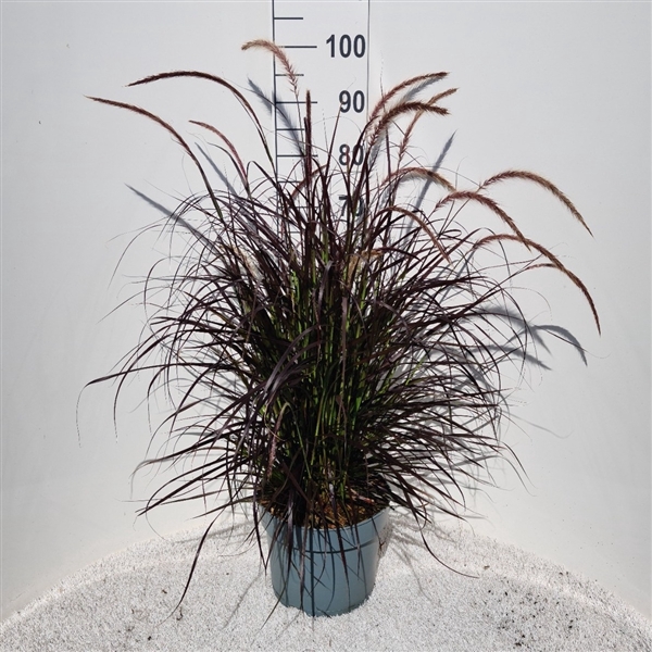 <h4>Pennisetum Adv. Rubrum P26</h4>