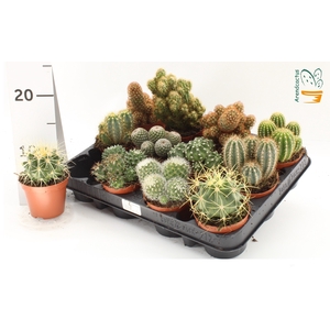 CACTUS GEM
