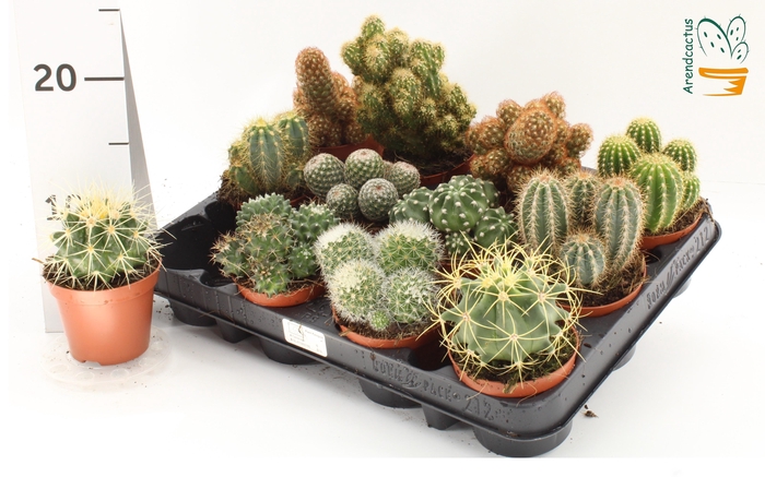 <h4>CACTUS GEM</h4>