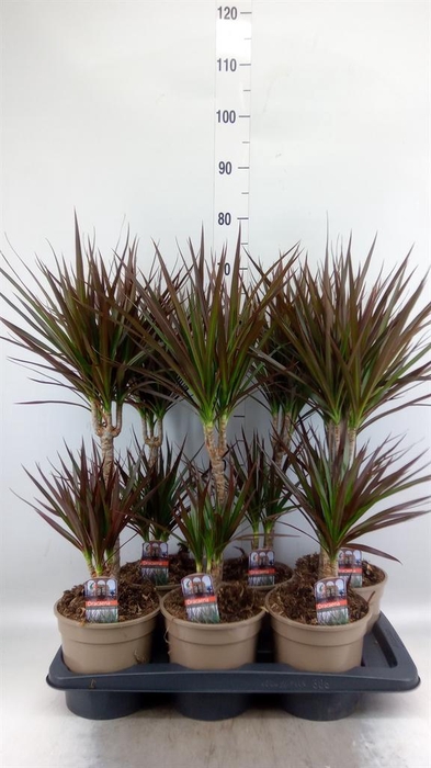 <h4>Dracaena marg. 'Magenta'</h4>