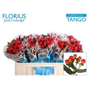 HYP COCO TANGO