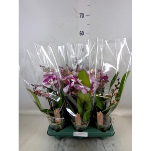 Phalaenopsis   ...red