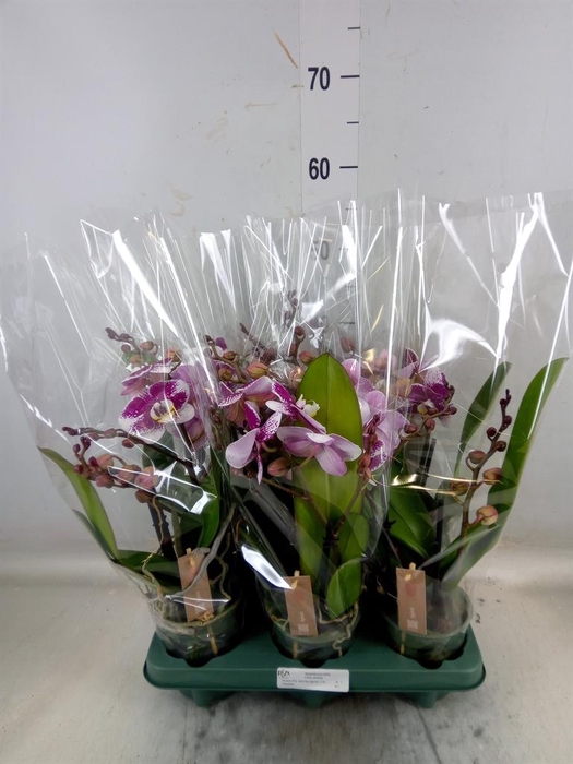 <h4>Phalaenopsis   ...red</h4>