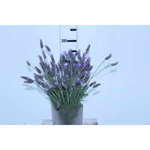 LAVANDULA CORTE 030 CM