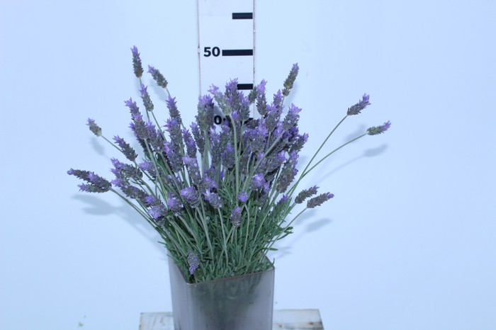 LAVANDULA CORTE 030 CM