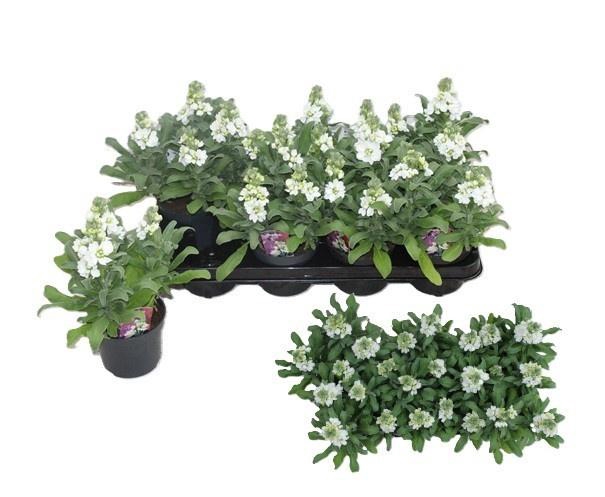 <h4>MATT CINDER WHITE</h4>