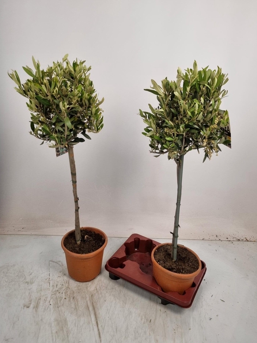 <h4>OLEA EUROPAEA</h4>
