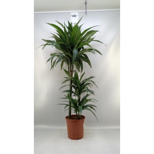 Dracaena fr de 'Ulises'