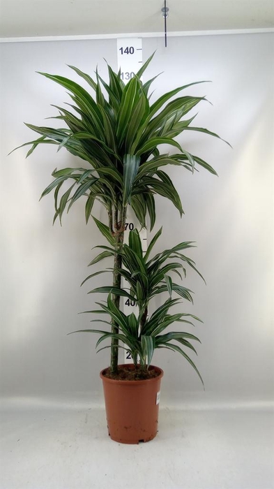<h4>Dracaena fr de 'Ulises'</h4>