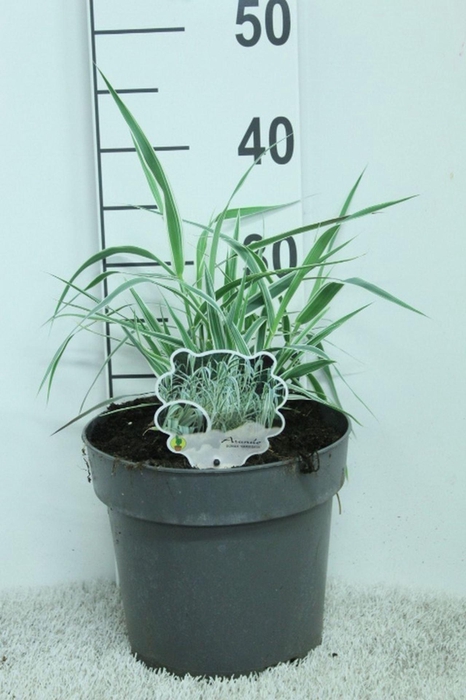 Arundo donax