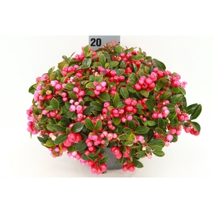 GAULTH PROCUMBENS