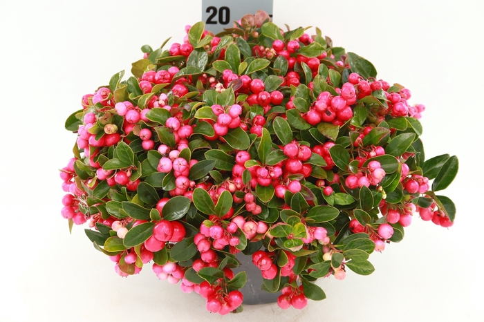 <h4>GAULTH PROCUMBENS</h4>