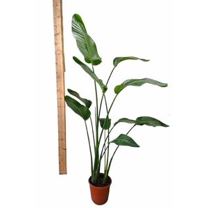 STRELITZIA NICOLAI