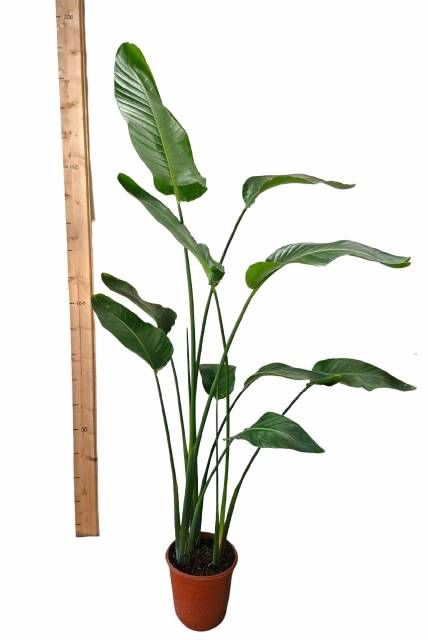 <h4>STRELITZIA NICOLAI</h4>