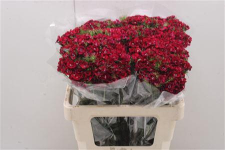 <h4>Di Barb Al Bord</h4>