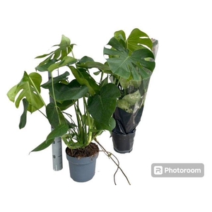 MONSTERA DELICIOSA