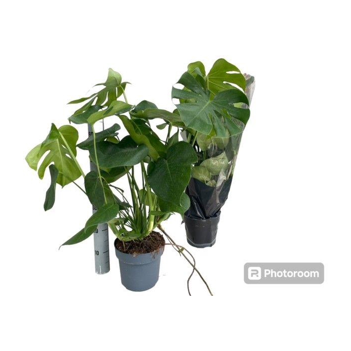 <h4>MONSTERA DELICIOSA</h4>