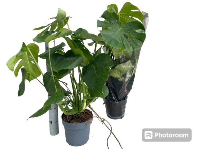 MONSTERA DELICIOSA