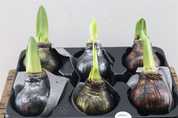 <h4>Wax Hipp Antiquez</h4>