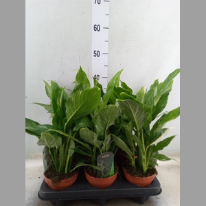 Spathiphyllum  'Diamond'