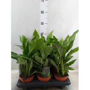 Spathiphyllum  'Diamond'