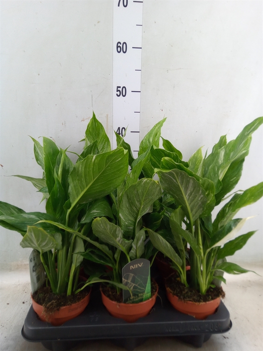 <h4>Spathiphyllum  'Diamond'</h4>