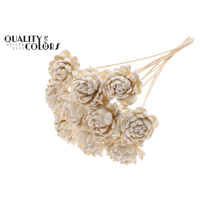 <h4>Shola New Beauty Rose Ø8cm on stem Natural</h4>